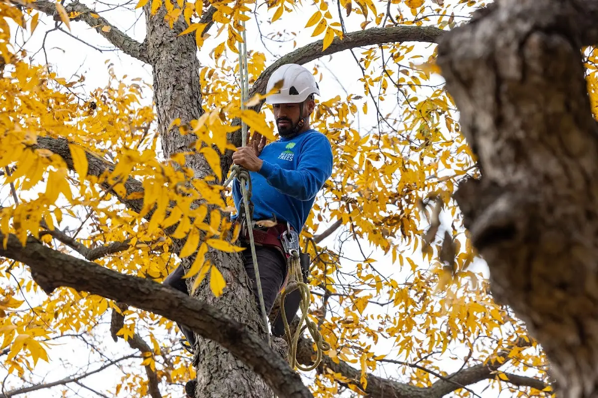 Skilled Tree Trimming crew working in Marion