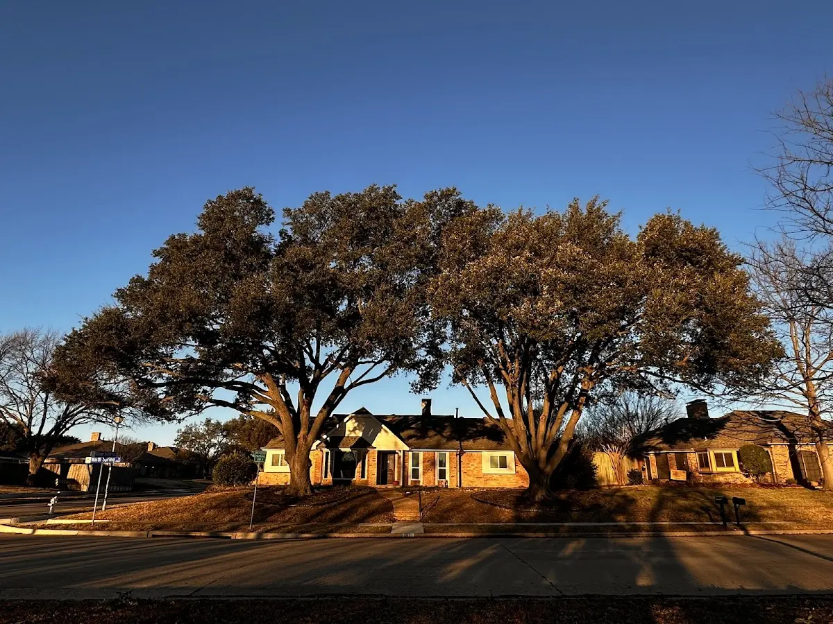 Established residential canopy tree shading a home in Marion